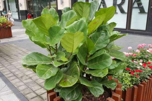 琴葉榕葉子銹斑怎么治（原因及用藥方法） 琴葉榕疫腐病防治方法