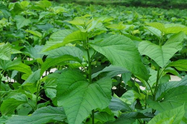 桑樹種子市場價格多少錢一斤 桑樹種子怎么種