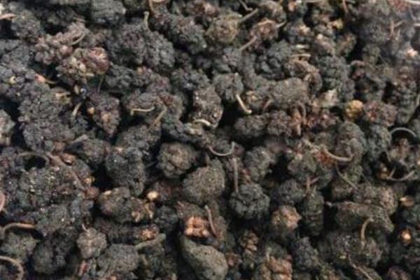 桑樹種子市場價格多少錢一斤 桑樹種子怎么種