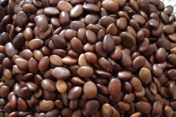 桑樹種子市場價格多少錢一斤 桑樹種子怎么種