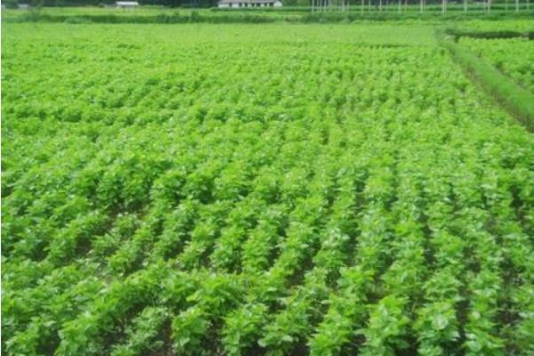 桑樹種子市場價格多少錢一斤 桑樹種子怎么種