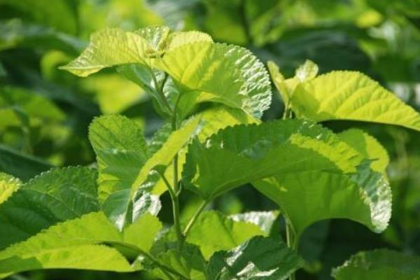 桑樹種子市場價格多少錢一斤 桑樹種子怎么種