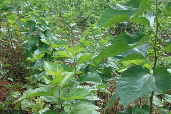 桑樹種子市場價格多少錢一斤 桑樹種子怎么種