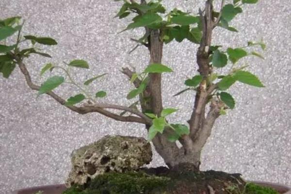 盆栽桑樹怎么種 桑樹盆景種植方法與注意事項