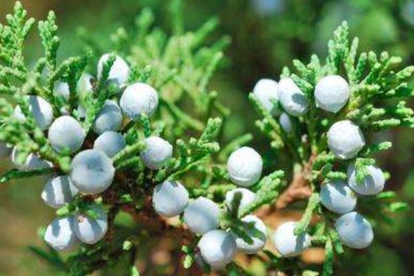 杜松精油的功效與作用及禁忌  杜松精油的使用方法