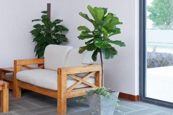 琴葉榕怎么澆水（多久澆一次） 琴葉榕怎么施肥