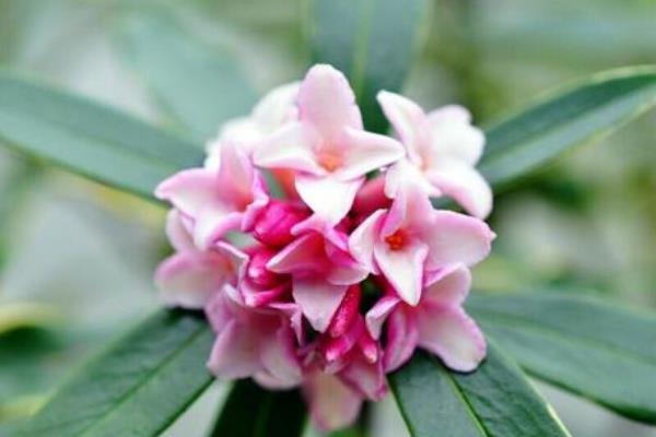 瑞香花怎么養 瑞香養殖方法與注意事項