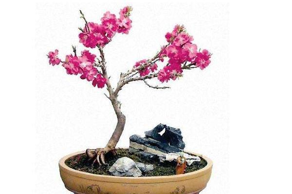 盆景碧桃怎么養(yǎng) 碧桃盆栽養(yǎng)殖方法與注意事項(xiàng)