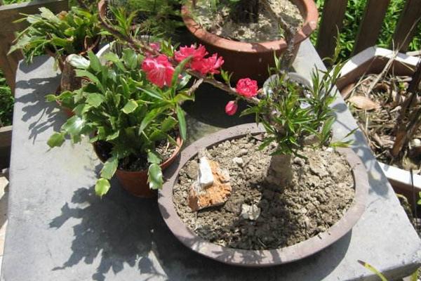 盆景碧桃怎么養(yǎng) 碧桃盆栽養(yǎng)殖方法與注意事項(xiàng)