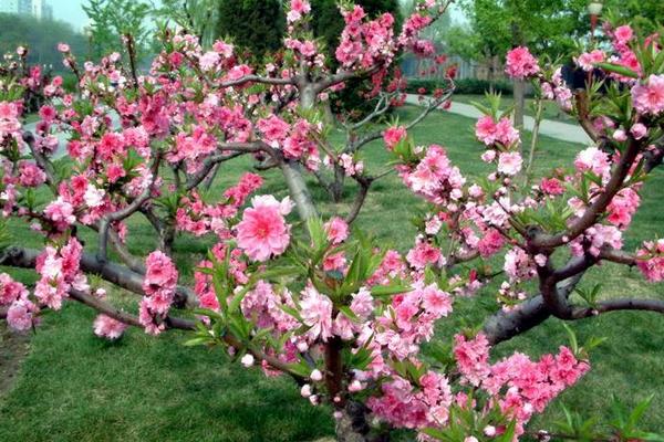 盆景碧桃怎么養(yǎng) 碧桃盆栽養(yǎng)殖方法與注意事項(xiàng)