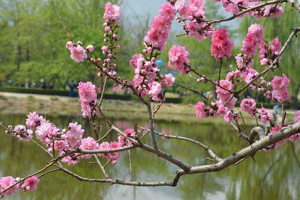 盆景碧桃怎么養(yǎng) 碧桃盆栽養(yǎng)殖方法與注意事項(xiàng)