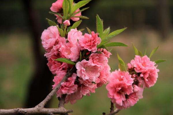 盆景碧桃怎么養(yǎng) 碧桃盆栽養(yǎng)殖方法與注意事項(xiàng)