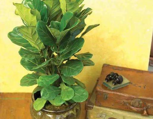 琴葉榕怎么澆水(多久澆一次) 琴葉榕怎么施肥