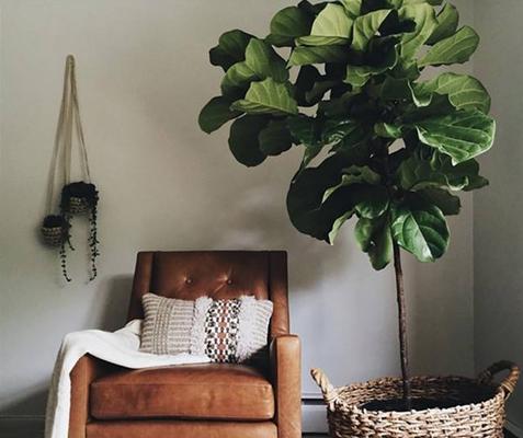 琴葉榕怎么澆水(多久澆一次) 琴葉榕怎么施肥