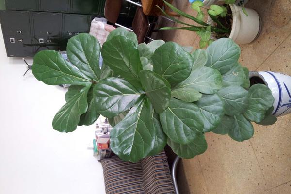 琴葉榕怎么澆水(多久澆一次) 琴葉榕怎么施肥