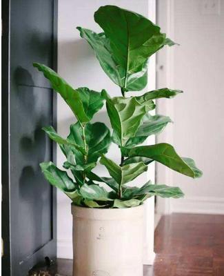 琴葉榕怎么澆水(多久澆一次) 琴葉榕怎么施肥