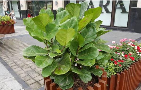 琴葉榕怎么澆水(多久澆一次) 琴葉榕怎么施肥