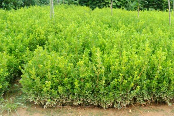 大葉黃楊和小葉黃楊的區別是什么 黃楊的品種有哪些