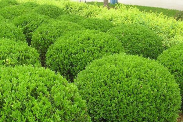 大葉黃楊和小葉黃楊的區別是什么 黃楊的品種有哪些