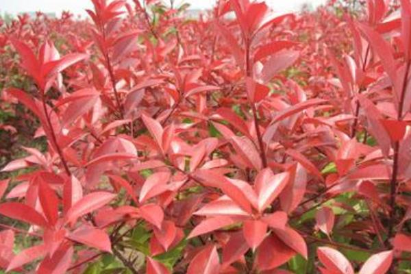 紅葉石楠有幾個品種 紅葉石楠是喬木還是灌木