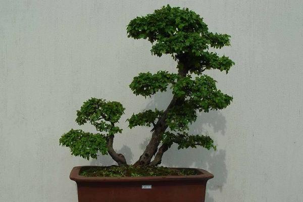 盆栽雀梅怎么養 雀梅盆栽養殖方法與注意事項