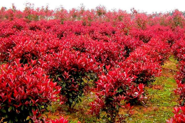 紅葉石楠怎么種 紅葉石楠種植方法與注意事項