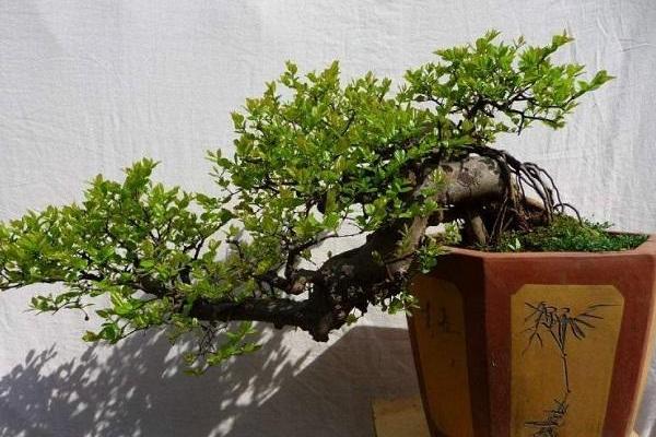 盆栽雀梅怎么養 雀梅盆栽養殖方法與注意事項