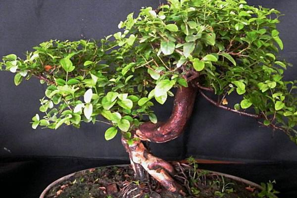 盆栽雀梅怎么養 雀梅盆栽養殖方法與注意事項