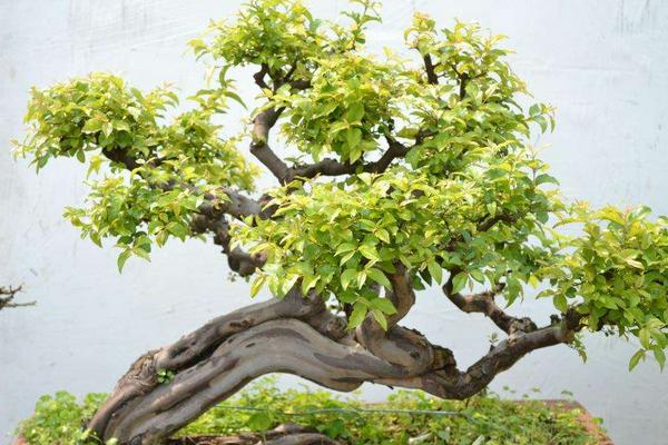 盆栽雀梅怎么養 雀梅盆栽養殖方法與注意事項