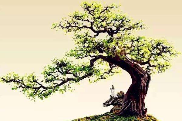 盆栽雀梅怎么養 雀梅盆栽養殖方法與注意事項