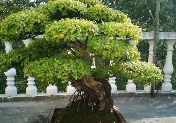 盆栽雀梅怎么養 雀梅盆栽養殖方法與注意事項