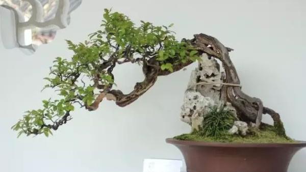 盆栽雀梅怎么養 雀梅盆栽養殖方法與注意事項