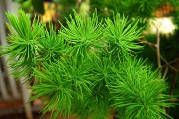 蓬萊松葉子發黃怎么辦 蓬萊松怎么澆水（多久澆一次）