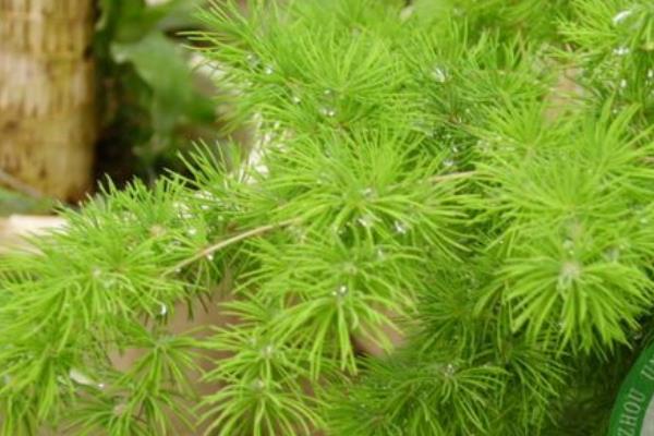 蓬萊松葉子發黃怎么辦 蓬萊松怎么澆水（多久澆一次）