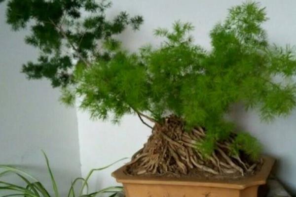 蓬萊松葉子發黃怎么辦 蓬萊松怎么澆水（多久澆一次）