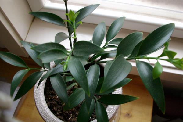 竹柏有毒嗎 竹柏能放在室內臥室嗎