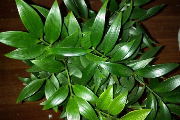 竹柏有毒嗎 竹柏能放在室內臥室嗎