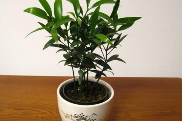 竹柏有毒嗎 竹柏能放在室內臥室嗎