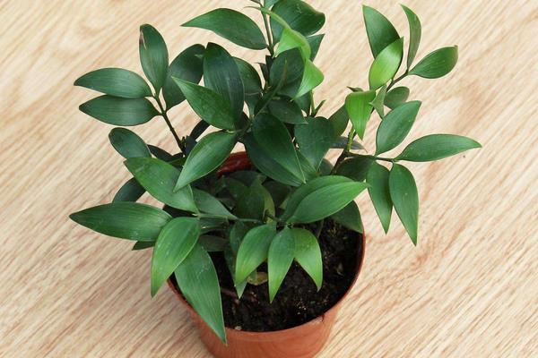 竹柏有毒嗎 竹柏能放在室內臥室嗎