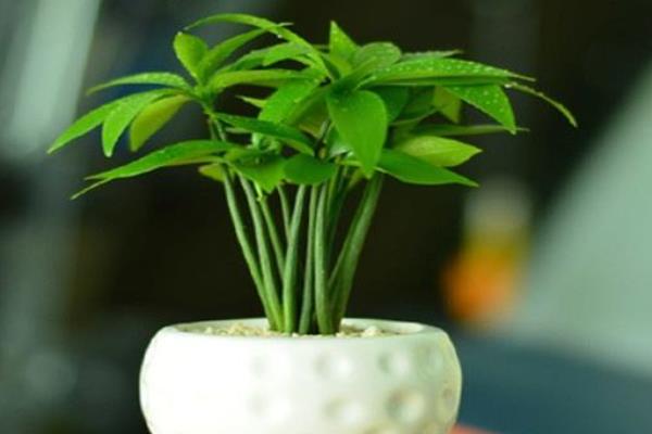 竹柏有毒嗎 竹柏能放在室內臥室嗎