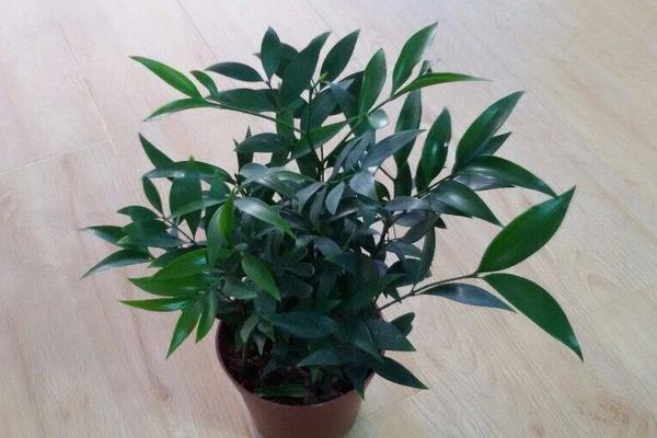 竹柏有毒嗎 竹柏能放在室內臥室嗎