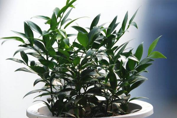 竹柏功效與作用 竹柏藥用價值