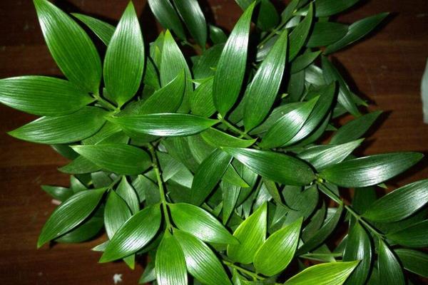 竹柏功效與作用 竹柏藥用價值