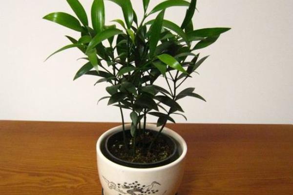 竹柏功效與作用 竹柏藥用價值