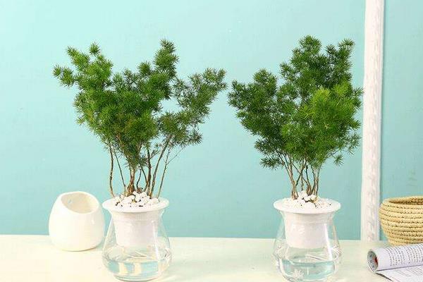 家庭養蓬萊松好嗎 養蓬萊松對風水的作用（如何擺放）