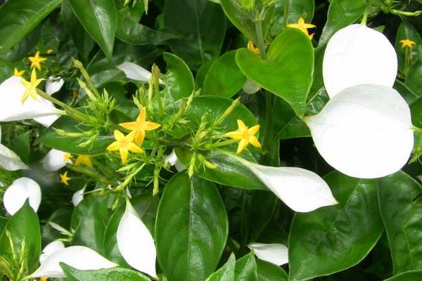 玉葉金花的功效與作用 玉葉金花藥用價值