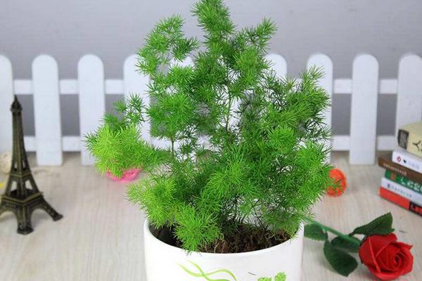 家庭養(yǎng)蓬萊松好嗎 養(yǎng)蓬萊松對(duì)風(fēng)水的作用(如何擺放)