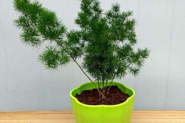 家庭養(yǎng)蓬萊松好嗎 養(yǎng)蓬萊松對(duì)風(fēng)水的作用(如何擺放)