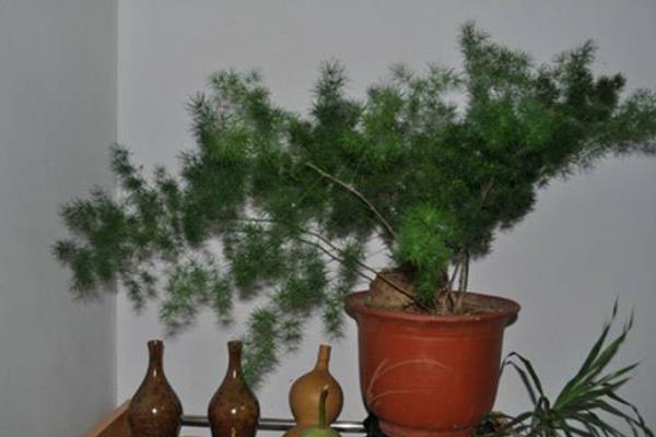 家庭養(yǎng)蓬萊松好嗎 養(yǎng)蓬萊松對(duì)風(fēng)水的作用(如何擺放)