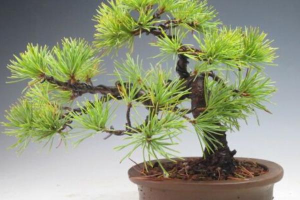 家庭養(yǎng)蓬萊松好嗎 養(yǎng)蓬萊松對(duì)風(fēng)水的作用(如何擺放)